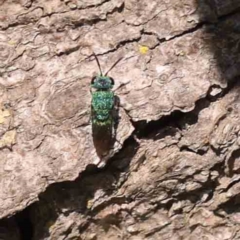 Primeuchroeus sp. (genus) at Sullivans Creek, Turner - 24 Sep 2023 11:17 AM