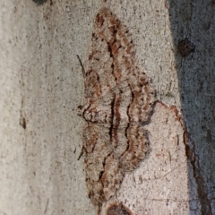 Didymoctenia exsuperata (Thick-lined Bark Moth) at Belconnen, ACT - 28 Sep 2023 by CathB