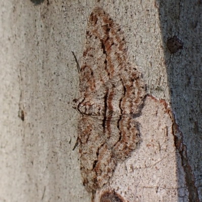 Didymoctenia exsuperata (Thick-lined Bark Moth) at Belconnen, ACT - 28 Sep 2023 by CathB