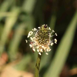 Plantago lanceolata at Turner, ACT - 24 Sep 2023 11:18 AM