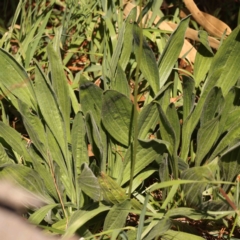 Plantago lanceolata at Turner, ACT - 24 Sep 2023 11:18 AM