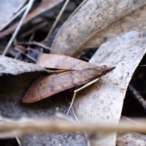 Uresiphita ornithopteralis at Belconnen, ACT - 28 Sep 2023