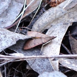 Uresiphita ornithopteralis at Belconnen, ACT - 28 Sep 2023