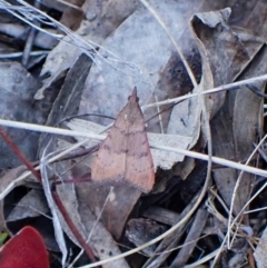 Uresiphita ornithopteralis at Belconnen, ACT - 28 Sep 2023