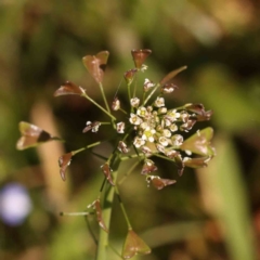 Capsella bursa-pastoris (Shepherd's Purse) at Turner, ACT - 24 Sep 2023 by ConBoekel