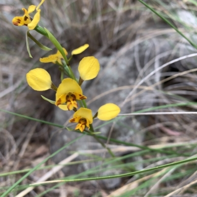 Diuris nigromontana (Black Mountain Leopard Orchid) at Black Mountain - 27 Sep 2023 by BronClarke