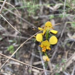 Diuris nigromontana at Canberra Central, ACT - suppressed