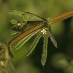 Galium aparine (Goosegrass, Cleavers) at Turner, ACT - 24 Sep 2023 by ConBoekel