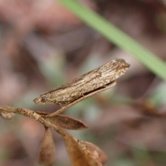 Strepsicrates macropetana (Eucalyptus Leafroller) at Aranda Bushland - 26 Sep 2023 by CathB