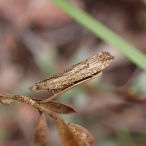 Strepsicrates macropetana at Belconnen, ACT - 27 Sep 2023 07:57 AM