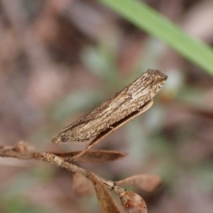 Strepsicrates macropetana at Belconnen, ACT - 27 Sep 2023 07:57 AM