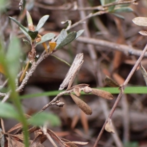 Strepsicrates macropetana at Belconnen, ACT - 27 Sep 2023 07:57 AM