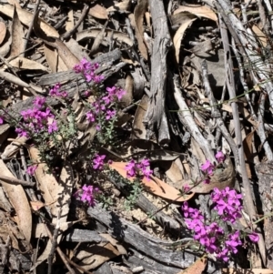 Tetratheca thymifolia at Berlang, NSW - 23 Sep 2023 12:37 PM