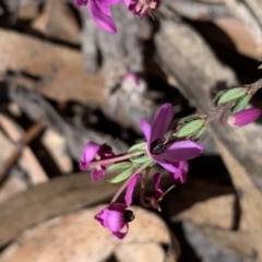 Tetratheca thymifolia at Berlang, NSW - 23 Sep 2023 12:37 PM