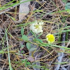 Trifolium campestre (Hop Clover) at Mount Mugga Mugga - 30 Sep 2023 by Mike