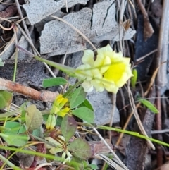 Trifolium campestre at O'Malley, ACT - 30 Sep 2023