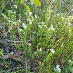 Asperula conferta (Common Woodruff) at Mount Mugga Mugga - 30 Sep 2023 by Mike