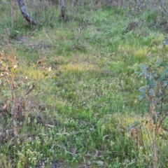 Asperula conferta at O'Malley, ACT - 30 Sep 2023 05:17 PM