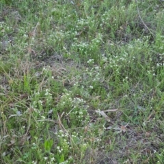 Asperula conferta at O'Malley, ACT - 30 Sep 2023