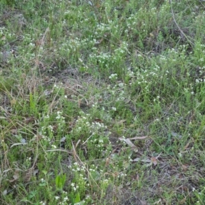 Asperula conferta at O'Malley, ACT - 30 Sep 2023 05:17 PM