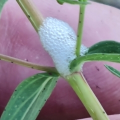 Cercopidae (family) (Unidentified spittlebug or froghopper) at Isaacs Ridge and Nearby - 30 Sep 2023 by Mike