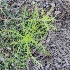 Carthamus lanatus (Saffron Thistle) at Isaacs Ridge - 30 Sep 2023 by Mike