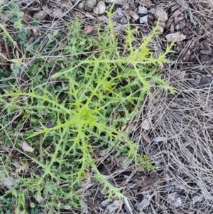 Carthamus lanatus at Jerrabomberra, ACT - 30 Sep 2023