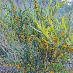 Daviesia mimosoides subsp. mimosoides at Jerrabomberra, ACT - 30 Sep 2023 by Mike