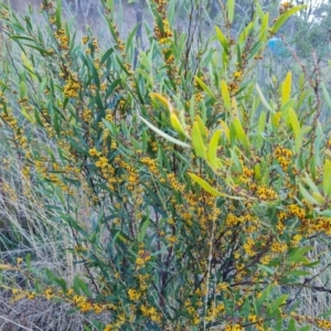 Daviesia mimosoides subsp. mimosoides at Jerrabomberra, ACT - 30 Sep 2023