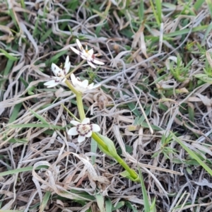 Wurmbea dioica subsp. dioica at Jerrabomberra, ACT - 30 Sep 2023