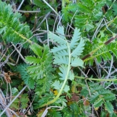 Acaena echinata (Sheeps Burr) at Jerrabomberra, ACT - 30 Sep 2023 by Mike