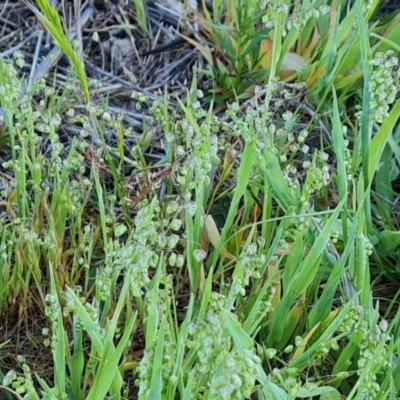 Briza minor (Shivery Grass) at Isaacs Ridge - 30 Sep 2023 by Mike