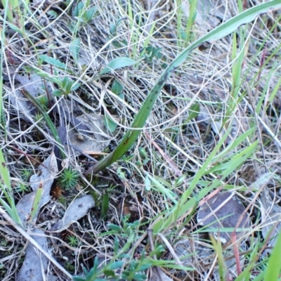 Thelymitra nuda (Scented Sun Orchid) at Belconnen, ACT - 29 Sep 2023 by CathB