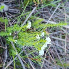 Asperula conferta (Common Woodruff) at Isaacs Ridge - 30 Sep 2023 by Mike