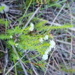 Asperula conferta (Common Woodruff) at Jerrabomberra, ACT - 30 Sep 2023 by Mike