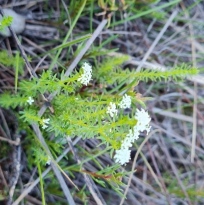 Asperula conferta (Common Woodruff) at Isaacs Ridge and Nearby - 30 Sep 2023 by Mike