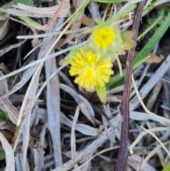 Triptilodiscus pygmaeus (Annual Daisy) at Isaacs Ridge - 30 Sep 2023 by Mike