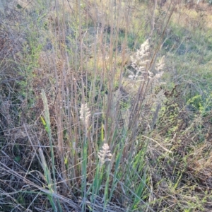 Holcus lanatus at O'Malley, ACT - 30 Sep 2023 04:20 PM