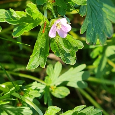 Geranium sp. Pleated sepals (D.E.Albrecht 4707) Vic. Herbarium at Mount Mugga Mugga - 30 Sep 2023 by Mike