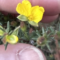 Hibbertia calycina (Lesser Guinea-flower) at Belconnen, ACT - 30 Sep 2023 by lbradley