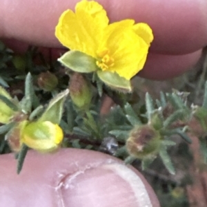 Hibbertia calycina at Belconnen, ACT - 30 Sep 2023