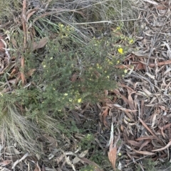 Hibbertia calycina at Belconnen, ACT - 30 Sep 2023