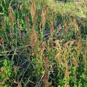 Rumex acetosella at Jerrabomberra, ACT - 30 Sep 2023