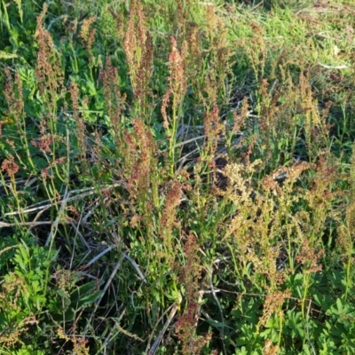 Rumex acetosella (Sheep Sorrel) at Jerrabomberra, ACT - 30 Sep 2023 by Mike