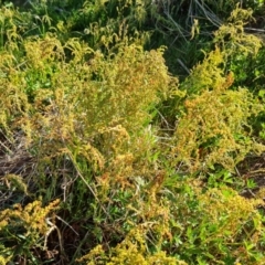 Rumex acetosella at Jerrabomberra, ACT - 30 Sep 2023