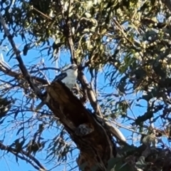 Dacelo novaeguineae (Laughing Kookaburra) at O'Malley, ACT - 30 Sep 2023 by Mike