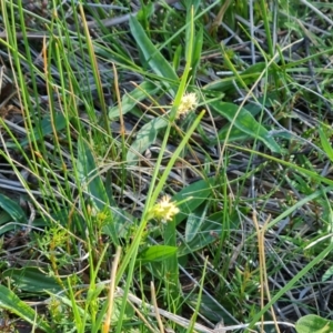 Carex breviculmis at O'Malley, ACT - 30 Sep 2023