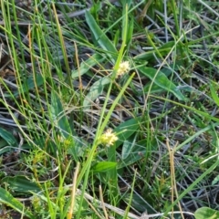 Carex breviculmis (Short-Stem Sedge) at Mount Mugga Mugga - 30 Sep 2023 by Mike