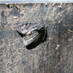 Unidentified Noctuoid moth (except Arctiinae) at Charleys Forest, NSW - 24 Sep 2023 by arjay