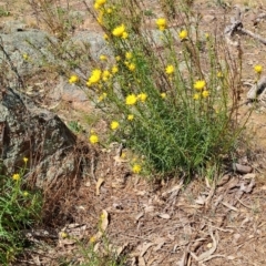 Xerochrysum viscosum (Sticky Everlasting) at Fadden, ACT - 30 Sep 2023 by LPadg